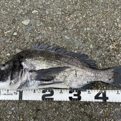 イチノ兄弟、釣果！