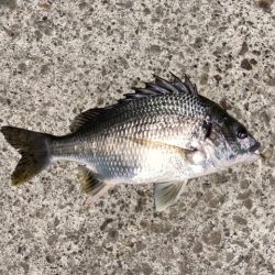 深夜のライトゲーム