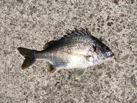 深夜のライトゲーム