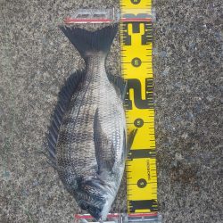 お盆が行けないので　～辰巳・さざなみ～