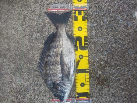 お盆が行けないので　～辰巳・さざなみ～