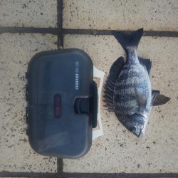 連日釣行　～さざなみ公園～