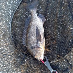 朝マヅメにトップで