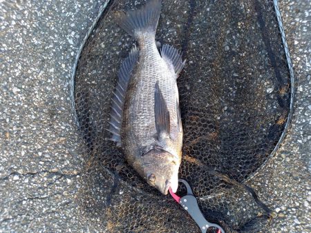 朝マヅメにトップで