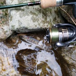 夏ヤマメ一里一匹