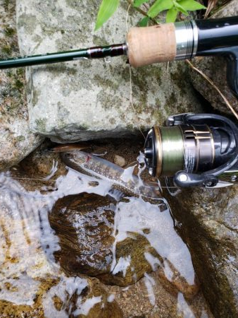 夏ヤマメ一里一匹