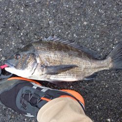 下げ潮三分でいいサイズゲット