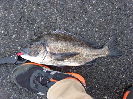 下げ潮三分でいいサイズゲット