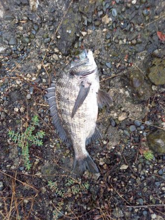 雨だから警戒心が薄いと思ったが・・・