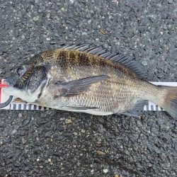 久しぶりに爆釣モード突入