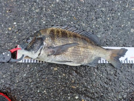 久しぶりに爆釣モード突入