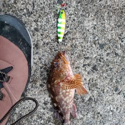 ロックフィッシュ