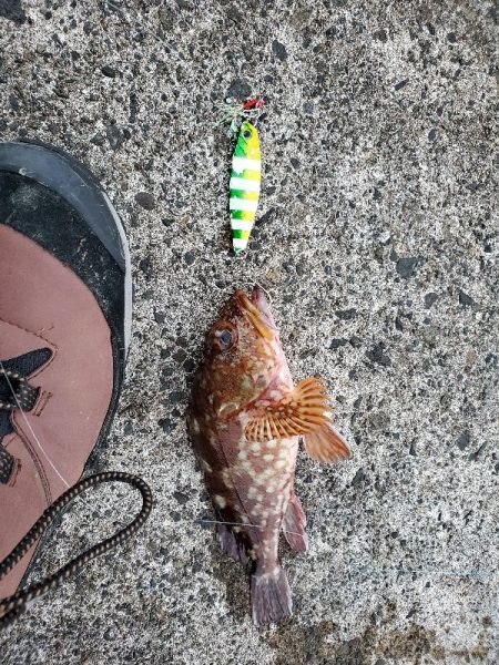 ロックフィッシュ