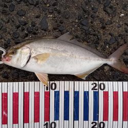 小豆島遠征part1