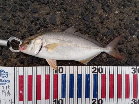 小豆島遠征part1