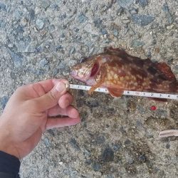 久しぶりのこぶ無し