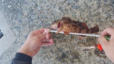 久しぶりのこぶ無し