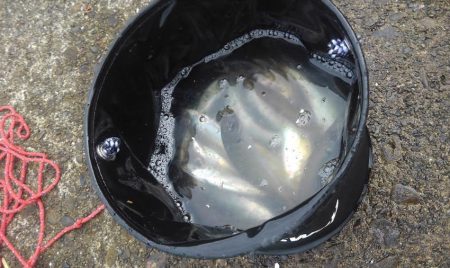 苦戦苦戦の最近でしたが早朝釣りでなんとか2～3日分の晩御飯には（＾＾）