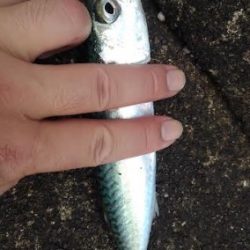 夕飯のアジ狙い!!大苦戦。。。