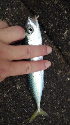 夕飯のアジ狙い!!大苦戦。。。