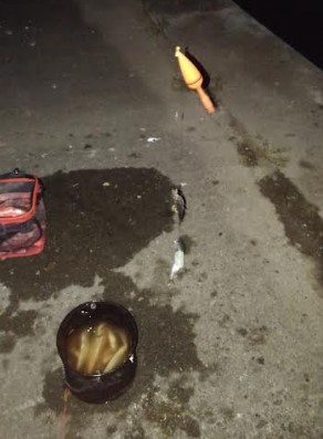 豆アジの連発～！