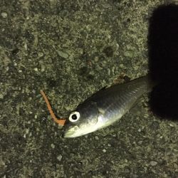 墓参りアジング