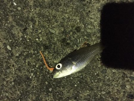 墓参りアジング