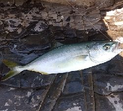 小さいけど青物ゲット