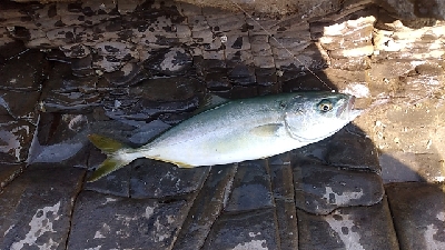 小さいけど青物ゲット