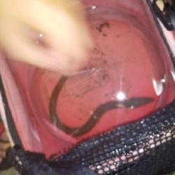 釣れるとは思ってなかった