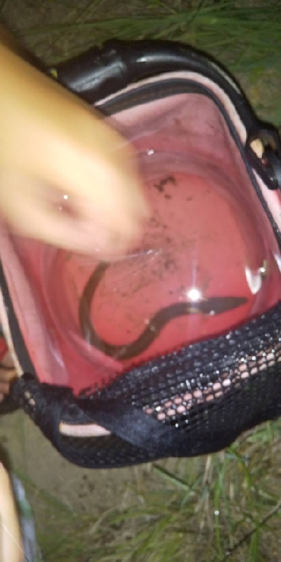 釣れるとは思ってなかった