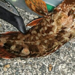 沖堤で青物リベンジ！ヤバかったけど…