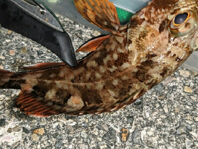 沖堤で青物リベンジ！ヤバかったけど…