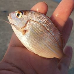 淡路島の夜釣り