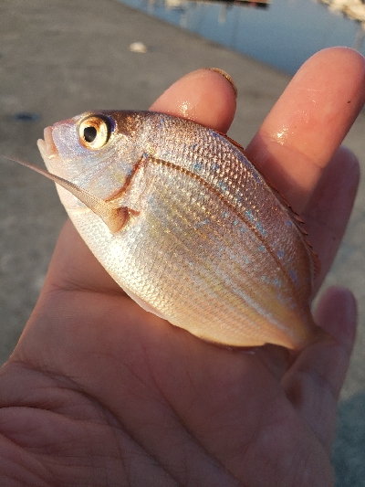 淡路島の夜釣り
