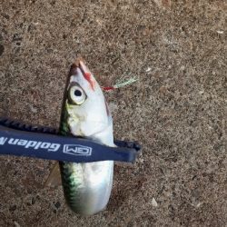 7月最終日サバ成長中