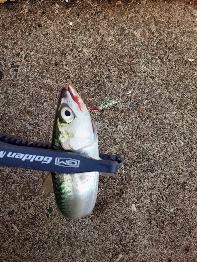 7月最終日サバ成長中