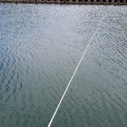 釣りは楽しい！