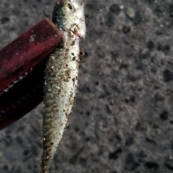 小鯖がいっぱい