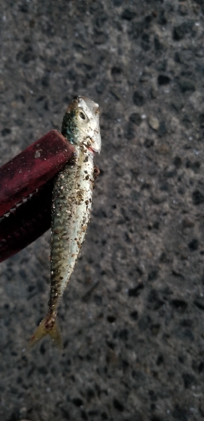 小鯖がいっぱい