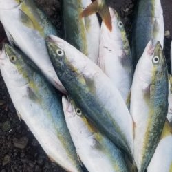 青物　爆釣継続中