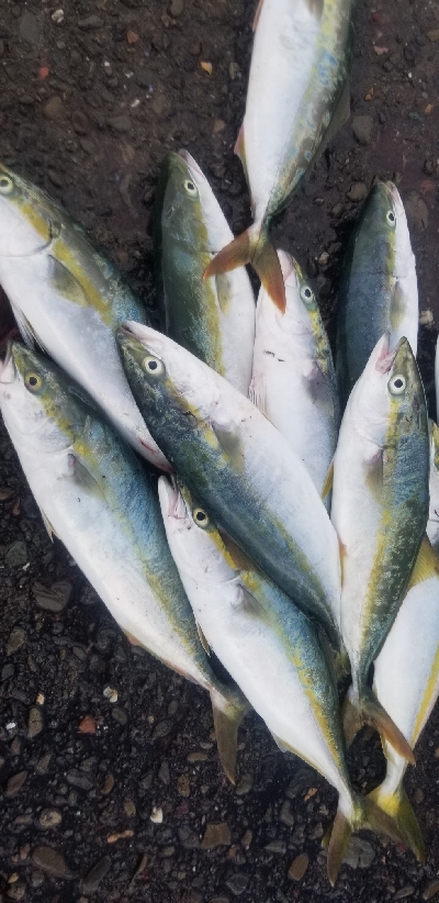 青物　爆釣継続中