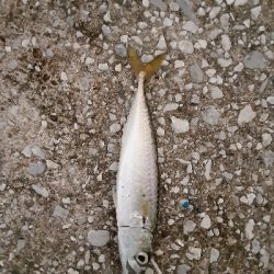 タチウオ狙うも・・・