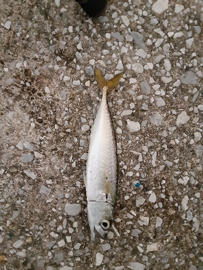 タチウオ狙うも・・・