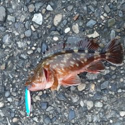 久々に調査行って来ました