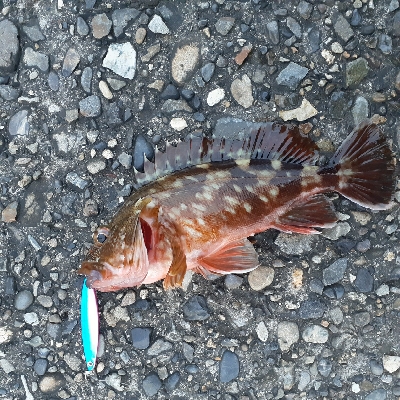 久々に調査行って来ました