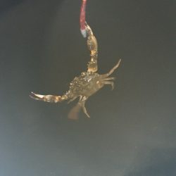 波高めでも釣り