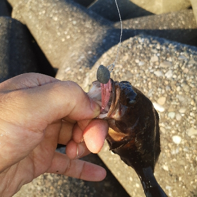 小アコウですが釣れました