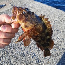 やっと持ち帰りサイズが釣れました！