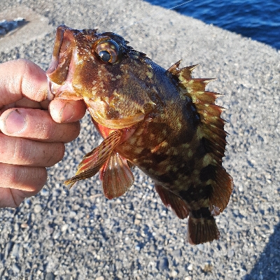 やっと持ち帰りサイズが釣れました！